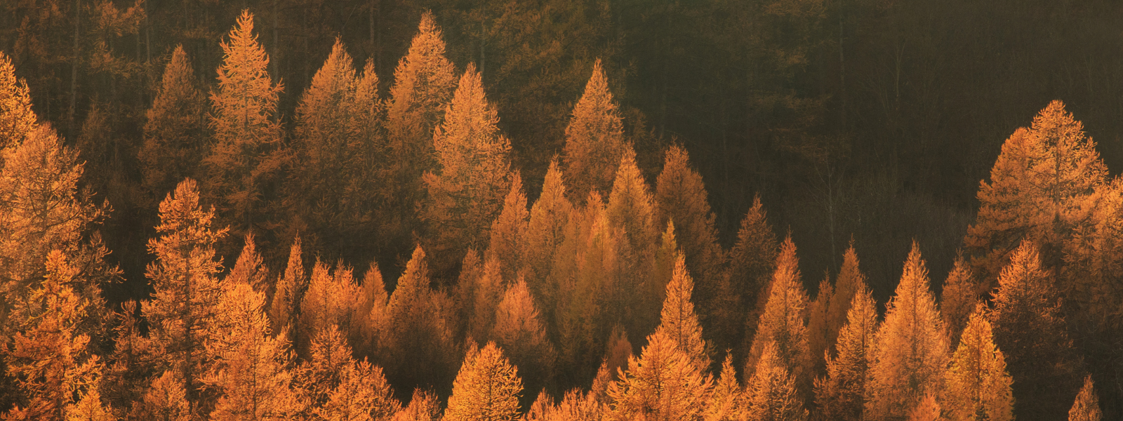 Wälder im Herbst: Die Bedeutung von Bäumen für die Umwelt