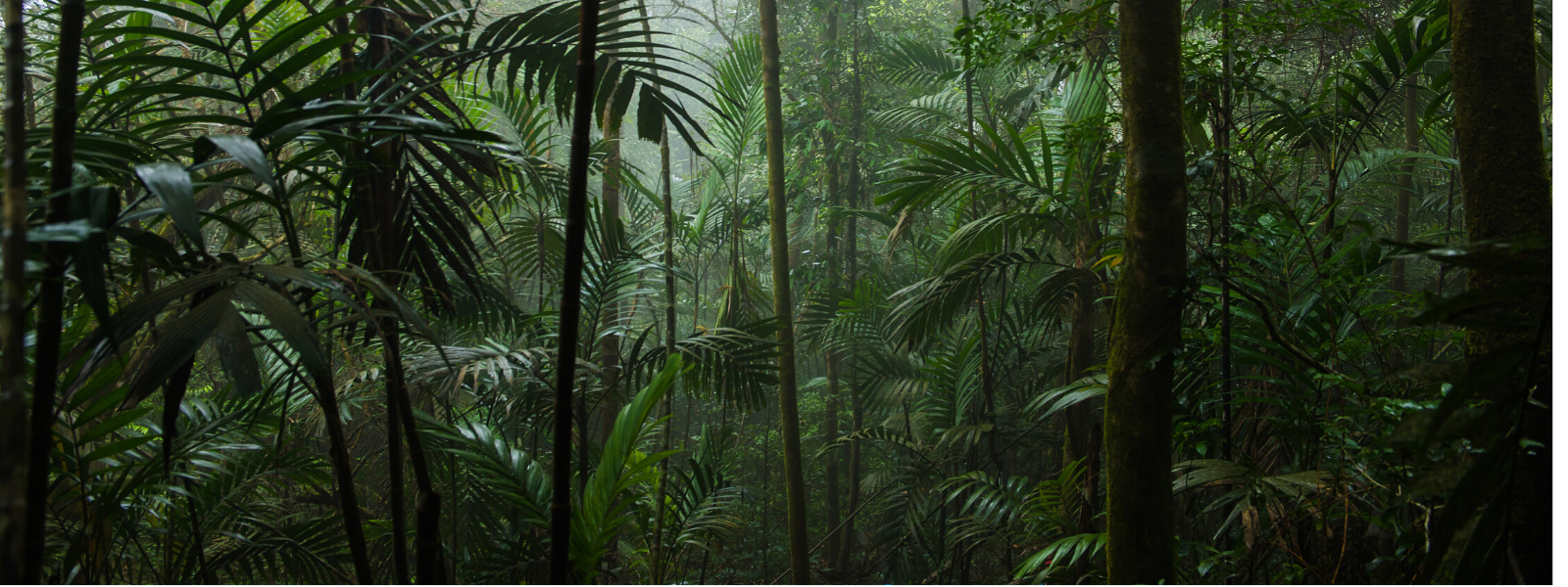 Was bedeutet die Abholzung des Regenwaldes für die Erderwärmung?