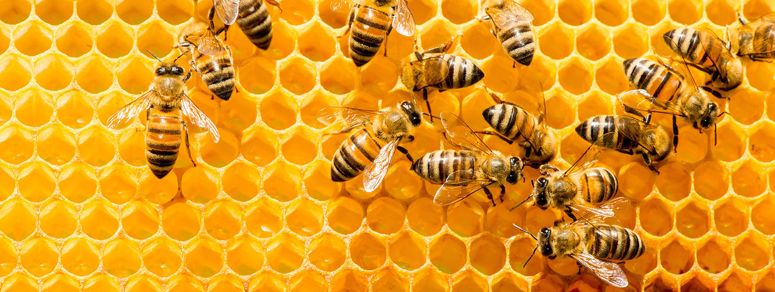 Retten nachhaltige Imker Bienen