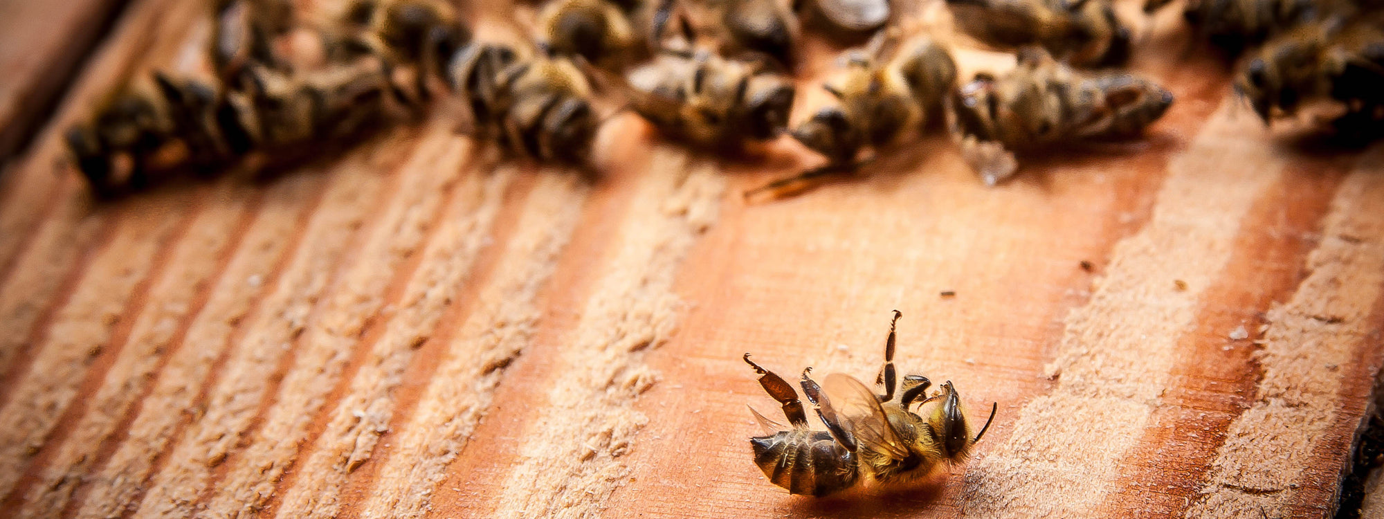 Worst Case Szenario: Eine Welt ohne Bienen