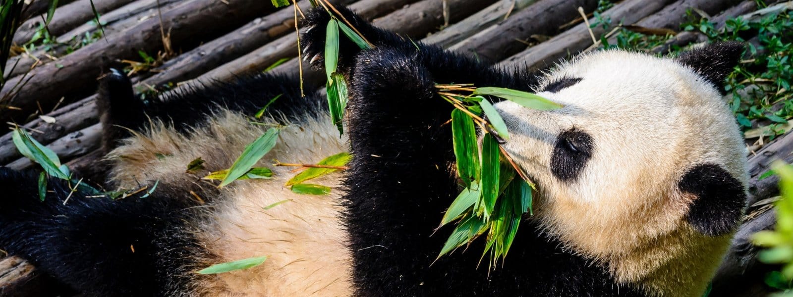 10 erstaunliche Fakten über Bambus