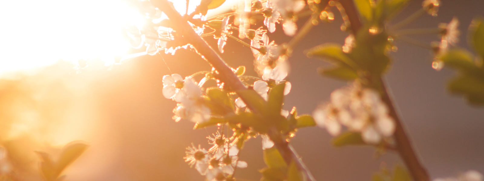 Frühlingserwachen im Garten