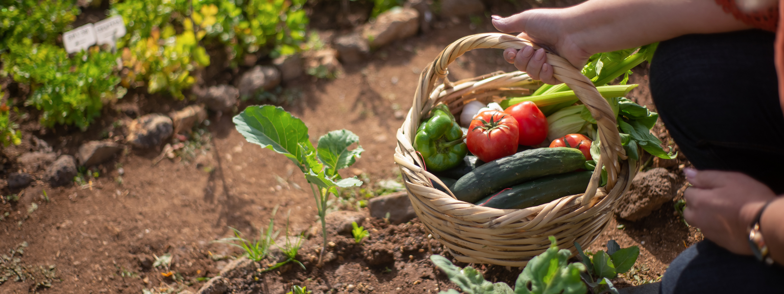 Erntezeit im eigenen Garten: Wie du deine Sommerernte nachhaltig verarbeitest