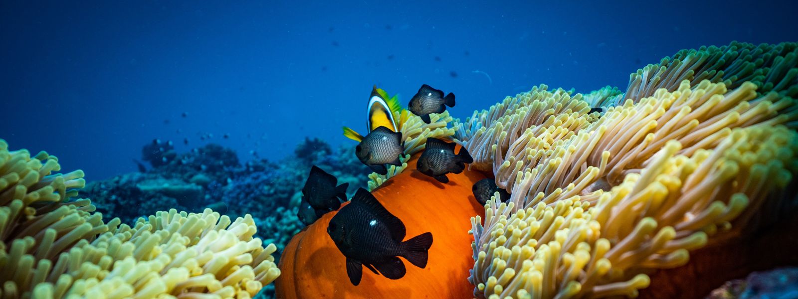 Die Bedeutung von Biodiversität für den Erhalt der Lebensgrundlagen