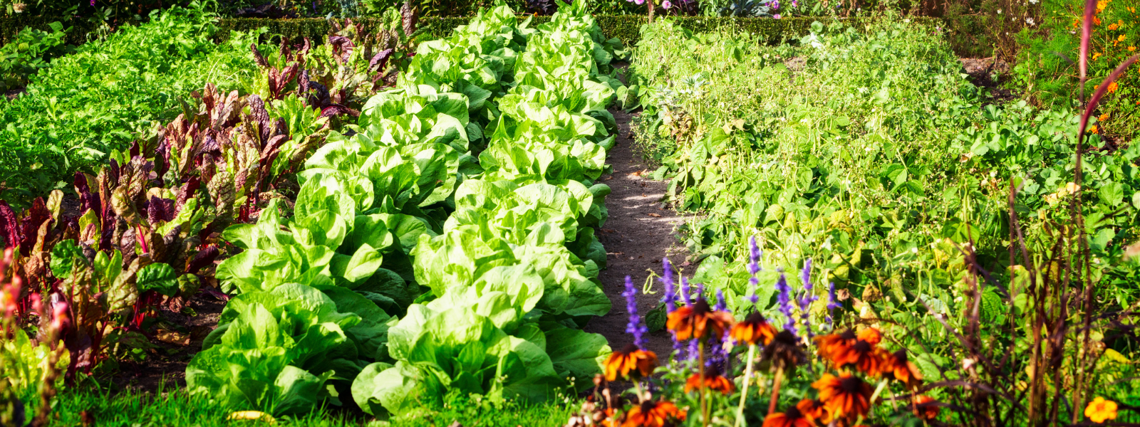Nachhaltigkeit im Garten: Obst und Gemüse im eigenen Garten für Geldbeutel und Umwelt