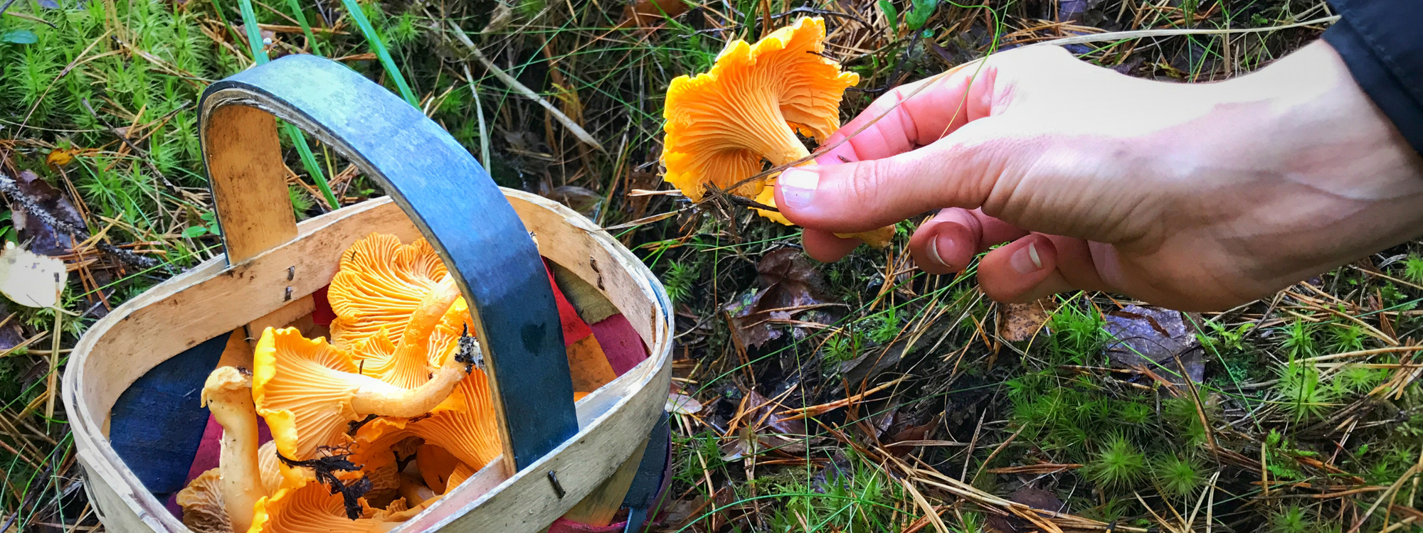 Pilze sammeln im Herbst: Nachhaltig und bewusst in der Natur unterwegs