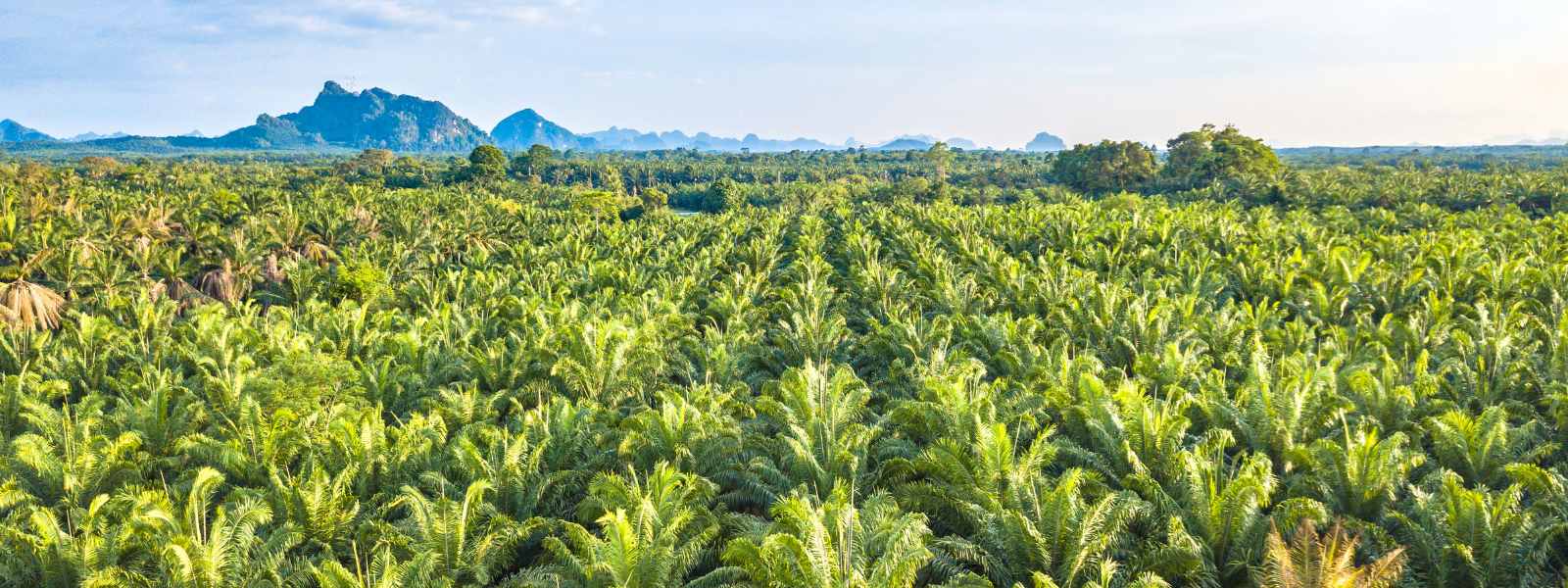 Warum ist Palmöl ein Problem