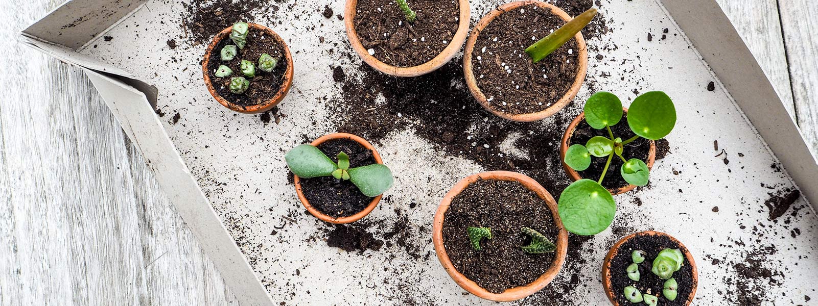 Grüne Oase zum Nulltarif: Wie du Zimmerpflanzen einfach selbst vermehrst