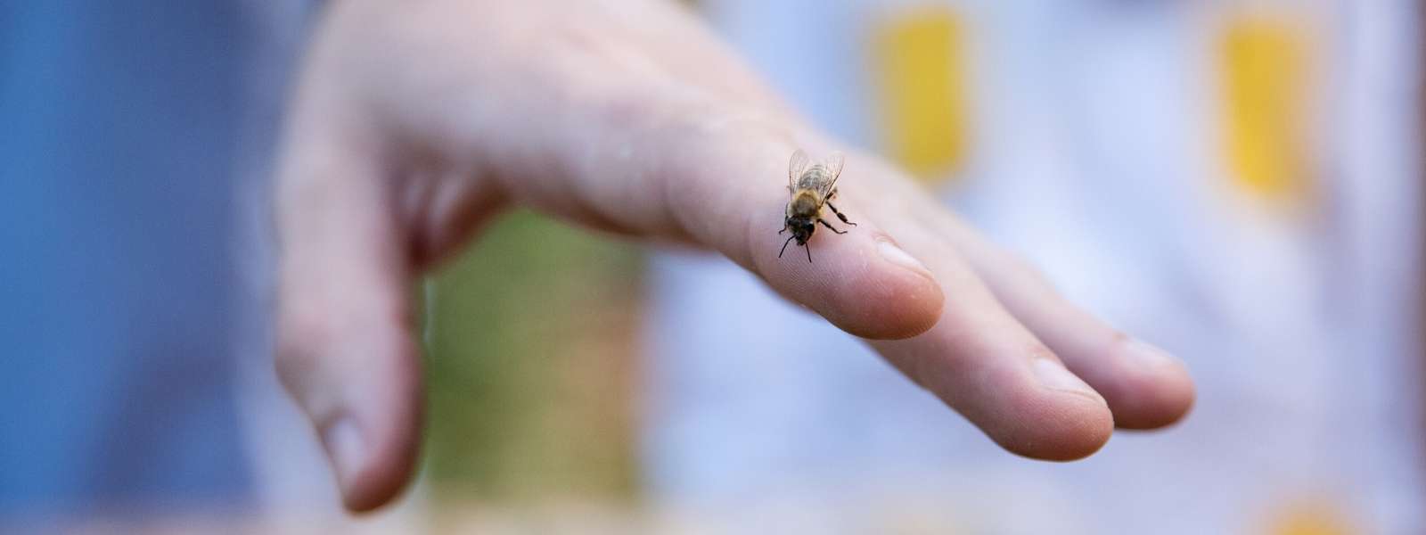 Was tun bei einem Bienenstich