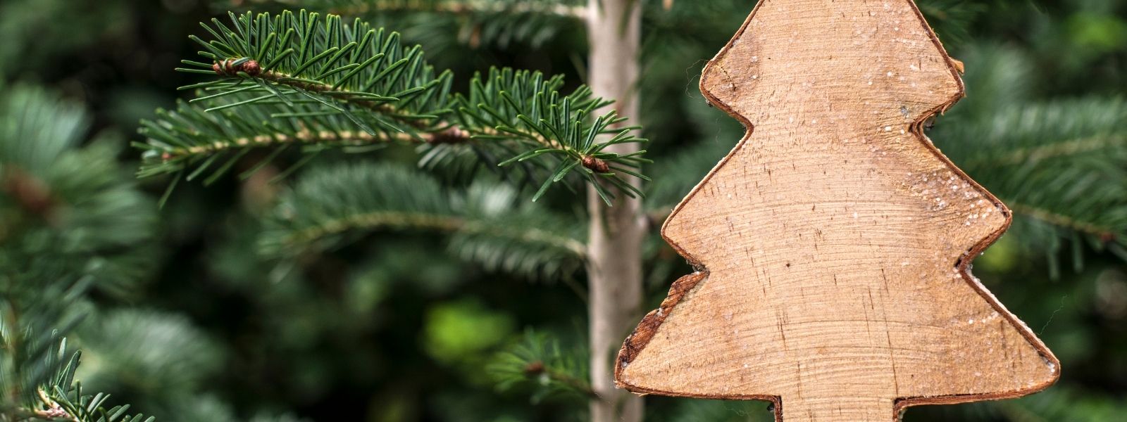Sind Weihnachtsbäume nachhaltig?
