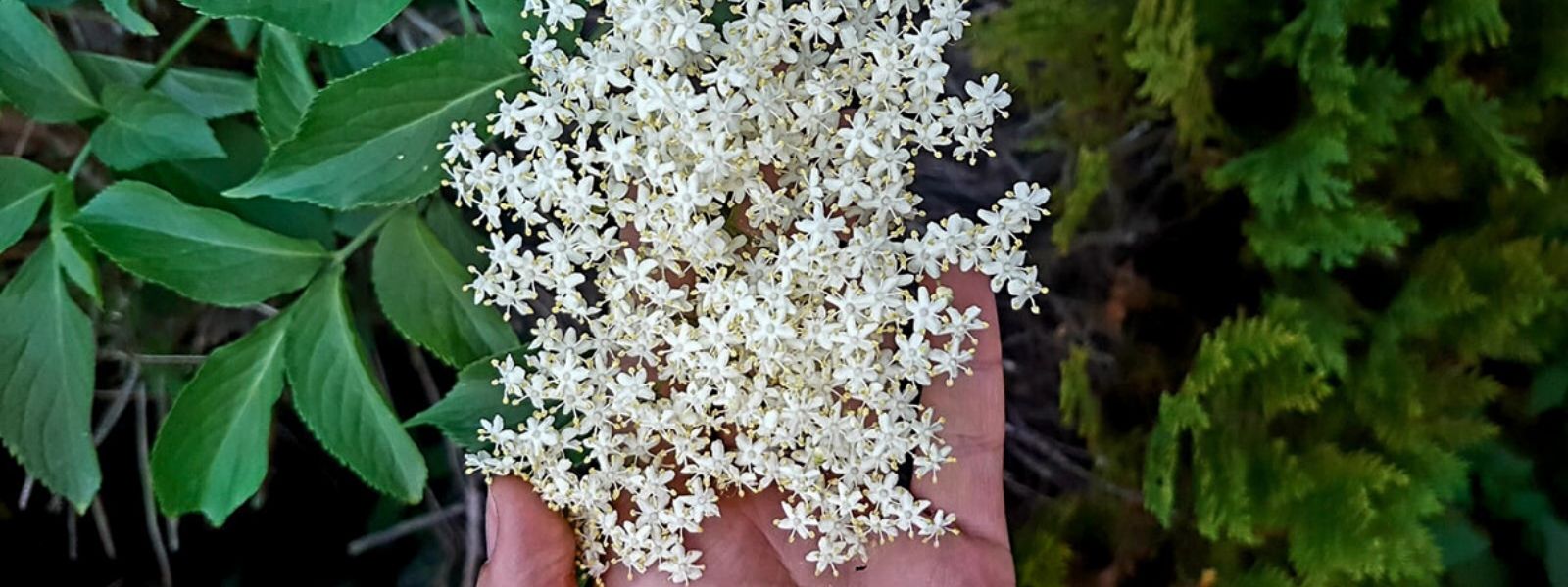 DIY Holunderblütensirup – wie aus der Blüte Sirup wird