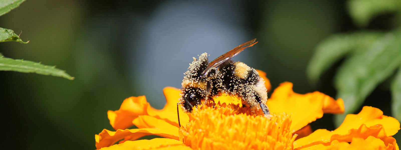 Welche Bienenarten gibt es und wie können wir ihnen helfen?