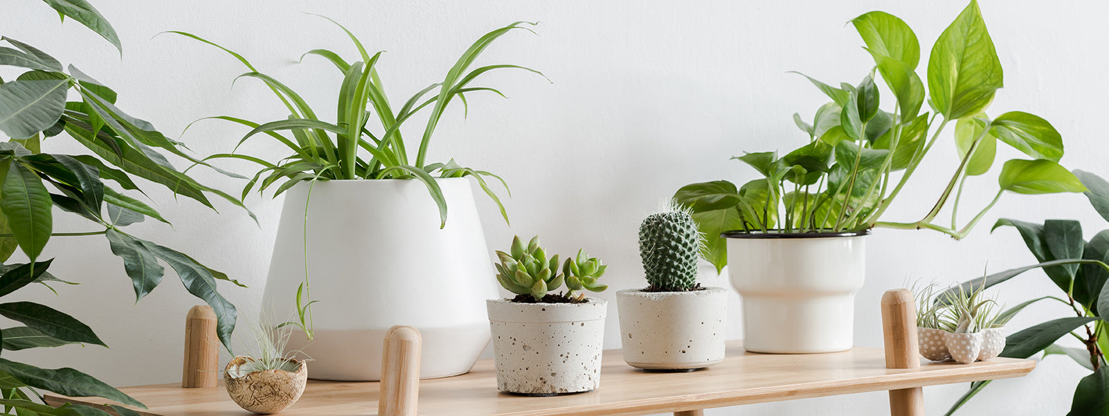 Zimmerpflanzen für Anfänger: Tipps und Tricks für deine Indoor-Oase