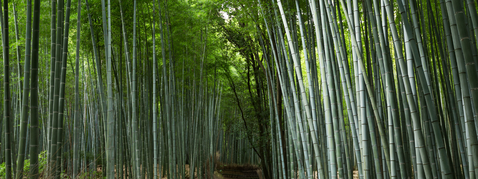 Weltbambustag | Alles was ihr über die Bambuspflanze wissen müsst